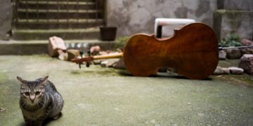 A Geco és a Fa – Összes